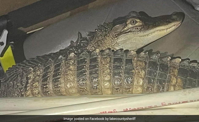 Police Chasing Car Find An 'Unusual' Passenger Inside - A Small Alligator