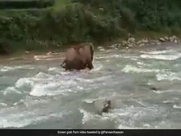 नदी में डूब रहा था हाथी का बच्चा, फिर बड़े हाथी ने किया कुछ ऐसा, बचा ली उसकी जान - देखें Video नदी में डूब रहा था हाथी का बच्चा, फिर बड़े हाथी ने किया कुछ ऐसा, बचा ली उसकी जान - देखें Video