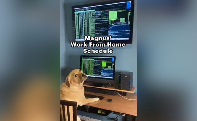 Watch: इस डॉगी का शुरू हो गया 'Work from Home' यकीन न हो तो देखें Video