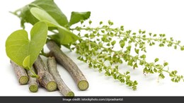 Giloy To Moringa: Cardiologist Shares 6 Powerful Indian Herbs For Better Health