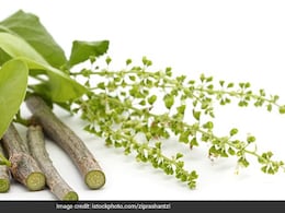 Giloy To Moringa: Cardiologist Shares 6 Powerful Indian Herbs For Better Health