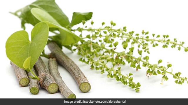 Giloy can help boost immunity, reduce the risk of infections and control inflammation