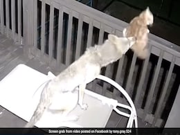 On Camera, Cat Narrowly Survives An Attack By Coyote On Porch Of US Beach House On Camera, Cat Narrowly Survives An Attack By Coyote On Porch Of US Beach House