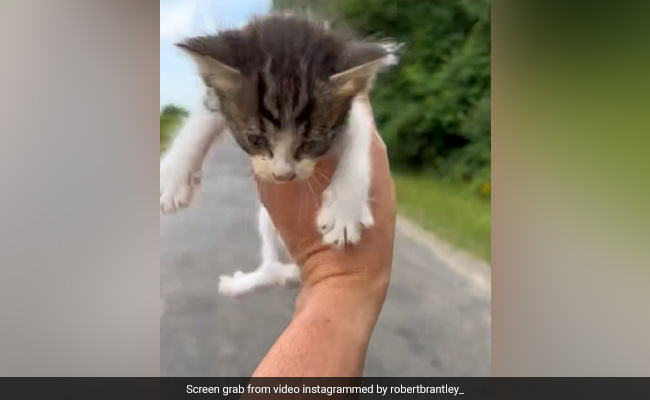 Viral Video: Man Rescues One Kitten, Then A Surprise Right After