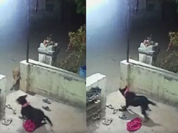 घर की रखवाली कर रहा था कुत्ता, चुपके से तेंदुआ आया और अपने साथ ले गया, वीडियो हुआ वायरल घर की रखवाली कर रहा था कुत्ता, चुपके से तेंदुआ आया और अपने साथ ले गया, वीडियो हुआ वायरल