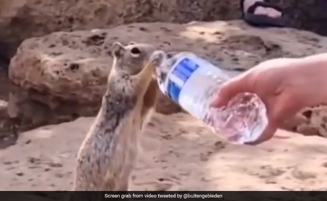Video: Woman Offers Water To Thirsty Squirrel, Internet Overwhelmed