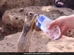 Video: Woman Offers Water To Thirsty Squirrel, Internet Overwhelmed Video: Woman Offers Water To Thirsty Squirrel, Internet Overwhelmed