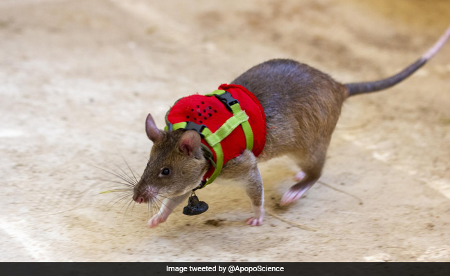 Trained Rats To Wear Backpacks With Microphones To Rescue Earthquake Survivors Buried In Debris