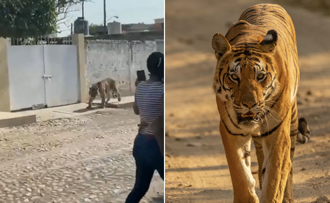 मैक्सिको की सड़कों पर खुलेआम घूम रहा था टाइगर, VIDEO देख नहीं होगा आंखों पर यकीन