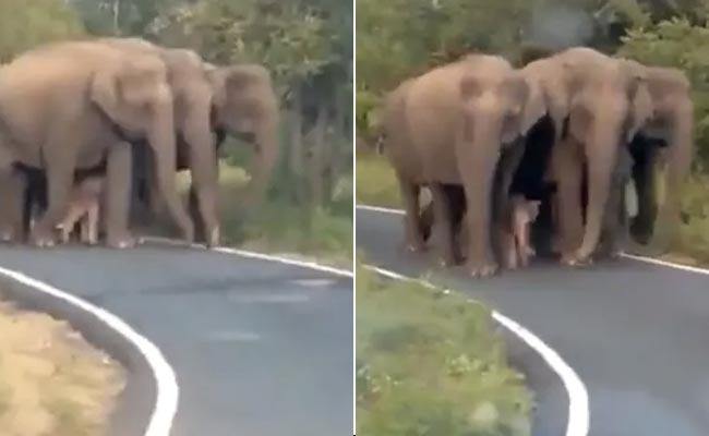 नन्हे हाथी को यूं घेर कर चल रहा था हाथियों का झुंड, नेटिजन्स ने कहा- 'ये तो Z+++ सिक्योरिटी है'