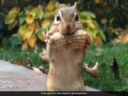 Video Captures Squirrel's Struggle To Crack Groundnut, Internet Delighted Video Captures Squirrel's Struggle To Crack Groundnut, Internet Delighted