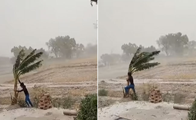 पेड़ को बचाने के लिए तूफान से भी लड़ने को तैयार है यह शख्स! Video देख उड़ जाएंगे होश
