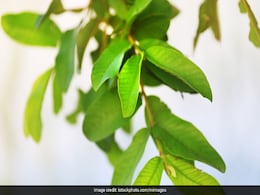 सर्दी जुकाम से हैं परेशान तो इस पत्ती के काढ़े से मिलेगा तुरंत आराम, जानिए बनाने का तरीका सर्दी जुकाम से हैं परेशान तो इस पत्ती के काढ़े से मिलेगा तुरंत आराम, जानिए बनाने का तरीका