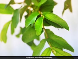 इन 6 लोगों को खाली पेट जरूर खाना चाहिए अमरूद के पत्ते,  जानें अमरूद की पत्तियां चबाने के फायदे इन 6 लोगों को खाली पेट जरूर खाना चाहिए अमरूद के पत्ते,  जानें अमरूद की पत्तियां चबाने के फायदे