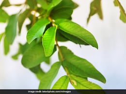 सुबह खाली पेट चबा कर खा लें 3-4 ये हरी पत्तियां, फिर जो होगा उसकी कल्पना भी नहीं कर सकते आप सुबह खाली पेट चबा कर खा लें 3-4 ये हरी पत्तियां, फिर जो होगा उसकी कल्पना भी नहीं कर सकते आप