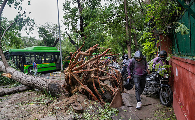 "Encroached Up To Neck": Delhi Court Slams Officials After Trees Uprooted