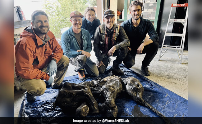 Rare Mummified Woolly Mammoth Found In Canadian Gold Mine