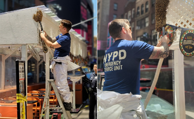 New York Police Remove 2,000 Bees From Times Square Restaurant