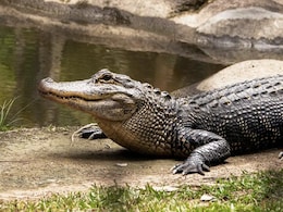 Alligator Kills 85-Year-Old US Woman While She Was Walking Her Dog Alligator Kills 85-Year-Old US Woman While She Was Walking Her Dog