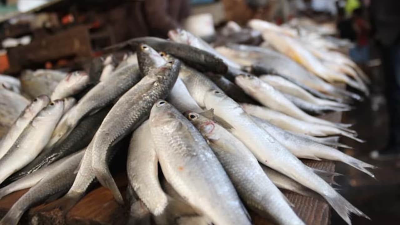 'Don't Eat Fish Caught From Floodwaters': Bihar On Alert After Nepal Tragedy
