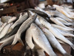 'Don't Eat Fish Caught From Floodwaters': Bihar On Alert After Nepal Tragedy