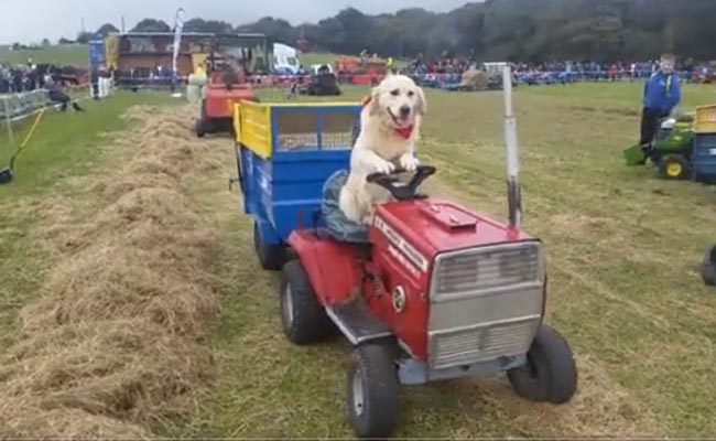 ट्रैक्टर चलाता है ये कुत्ता, बनना चाहता है किसान, सोशल मीडिया पर वीडियो हो रहे हैं वायरल