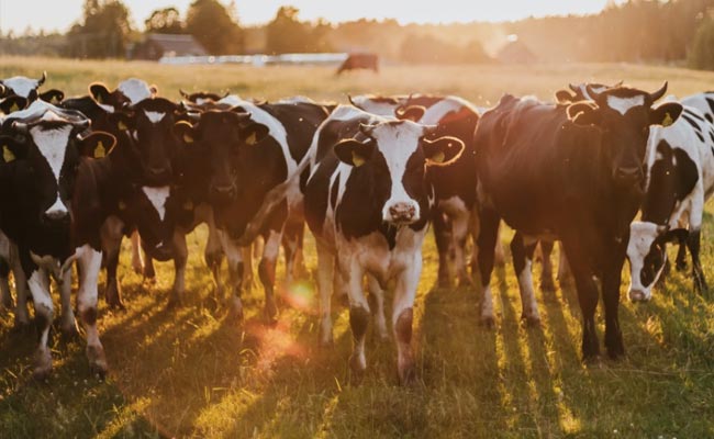 Shocking Footage Shows Thousands Of Dead Cattle In Kansas During Heatwave
