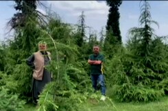 Meet The Treeman Of Kashmir Meet The Treeman Of Kashmir