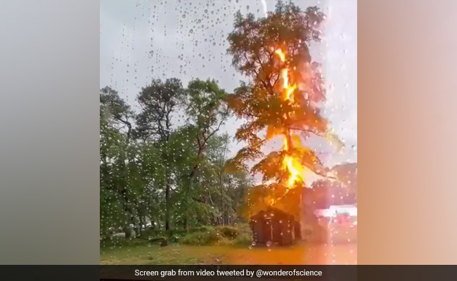 Viral Video Shows Massive Lightning Bolt Striking Tree During A Storm