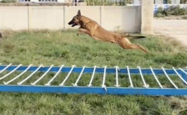 कुत्ते का ऐसा करतब देख दंग रह जाएंगे आप, हवा में लगाई शेर जैसी छलांग, देखें वायरल वीडियो