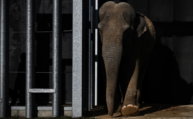 An Elephant Is Not A Person, A New York Court Rules - This Is Why