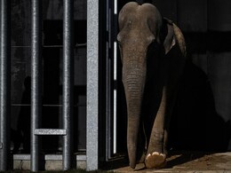 An Elephant Is Not A Person, A New York Court Rules - This Is Why An Elephant Is Not A Person, A New York Court Rules - This Is Why