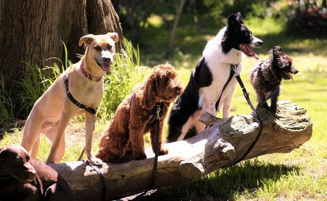 US Police Department Launches Dating Site "Tender" To Find Pets Their Forever Home