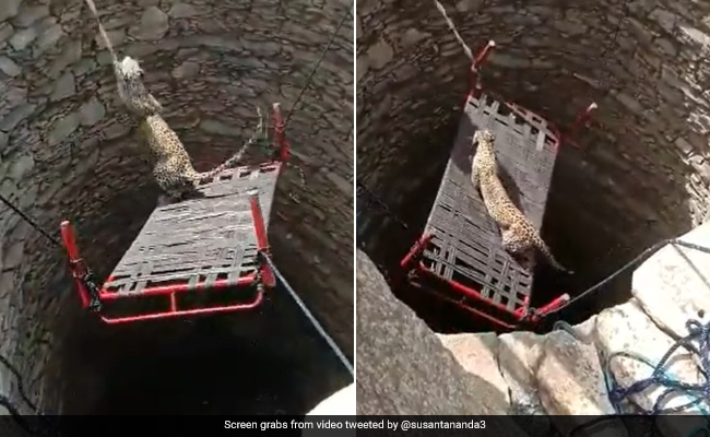 Watch: Leopard Gets Rescued From Open Well Using "Mohenjo Daro Harappan Technology"