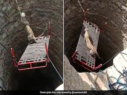 Watch: Leopard Gets Rescued From Open Well Using "Mohenjo Daro Harappan Technology" Watch: Leopard Gets Rescued From Open Well Using "Mohenjo Daro Harappan Technology"