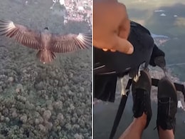 हजारों फीट की ऊंचाई पर उड़ रहे शख्स ने पक्षी को दी लिफ्ट, VIDEO हुआ वायरल हजारों फीट की ऊंचाई पर उड़ रहे शख्स ने पक्षी को दी लिफ्ट, VIDEO हुआ वायरल