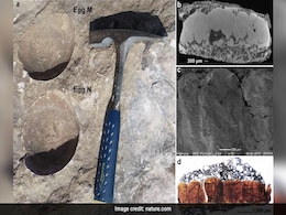 Researchers Discover "Abnormal" Dinosaur Egg In Madhya Pradesh. It Offers New Insights Researchers Discover "Abnormal" Dinosaur Egg In Madhya Pradesh. It Offers New Insights