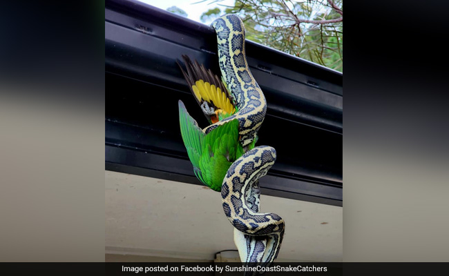 हवा में उल्टा लटके विशाल अजगर ने तोते को बनाया अपना शिकार, ऐसे दबोचा कि देखकर हैरान रह जाएंगे आप