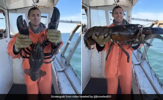 Man Catches Giant Lobster, Claims It's 100 Years Old: "My Great-Grandfather Very Likely Caught It"