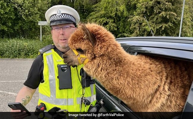 Scotland Police Stop Car For Routine Check, Find "Unusual Passenger" In Front Seat