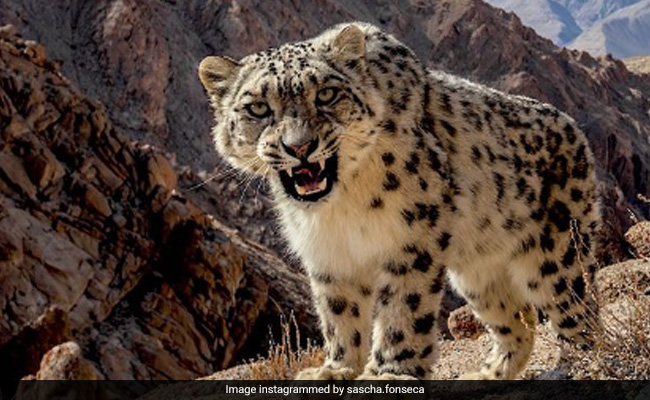 Snow Leopard Caught Growling At Photographer's Camera, Internet ...
