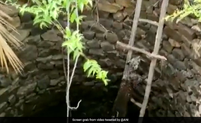 Watch: Leopard Rescued From Well In Odisha Using Wooden Ladder