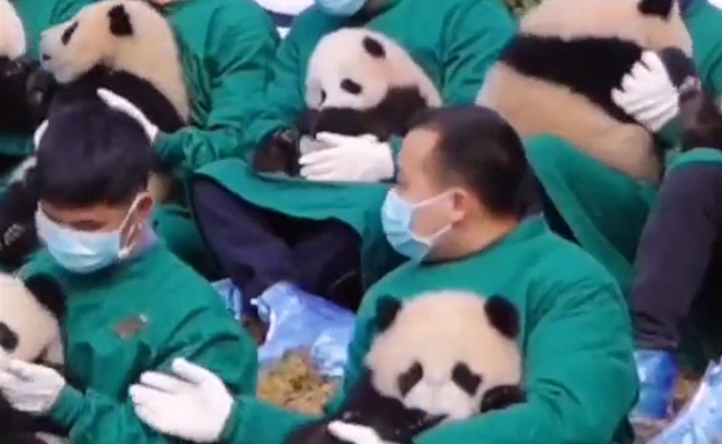 बंपर नौकरी! पांडा को सुलाने के लिए मिल रही जॉब, देखें क्या करना होगा काम