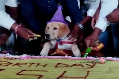 Owner Celebrates His Dog's Birthday, Cuts Massive Cake In Karnataka Owner Celebrates His Dog's Birthday, Cuts Massive Cake In Karnataka