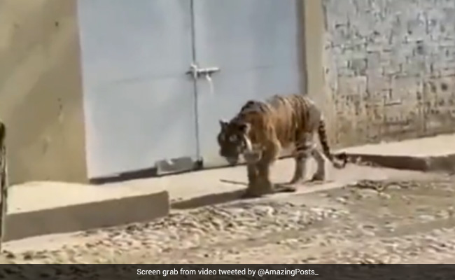 Viral Video Shows Tiger Roaming Freely In Mexico Town