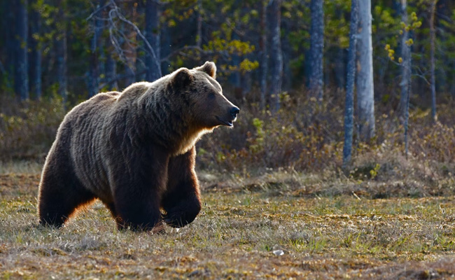 In US, Unprovoked Bear Fatally Attacks Man Drinking Coffee In His Yard