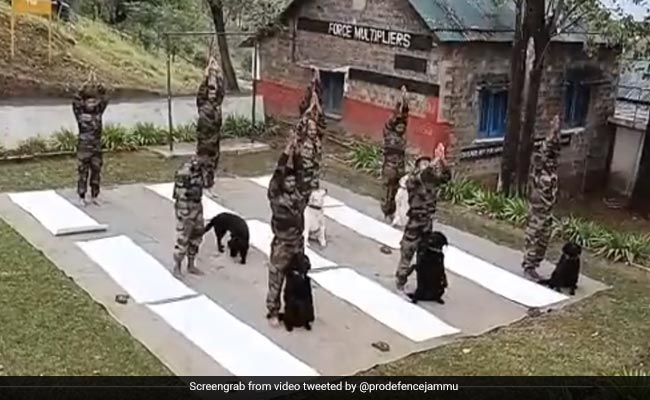 International Yoga Day: "Silent Warriors" From Army's Canine Unit Perform Yoga, Internet Salutes Them