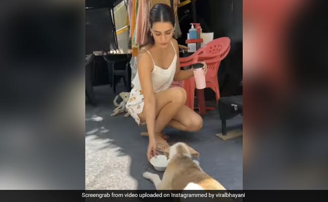 फिल्म की शूटिंग छोड़ डॉगी को खाना खिलाती नजर आईं कृति सेनन, लोगों ने इस वजह से कर दिया ट्रोल