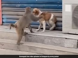 कुत्ता आराम से बैठा था, बंदर लगा उसे छेड़ने, फिर जो हुआ वो देख आपको भी आ जाएगा गुस्सा - देखें Video कुत्ता आराम से बैठा था, बंदर लगा उसे छेड़ने, फिर जो हुआ वो देख आपको भी आ जाएगा गुस्सा - देखें Video