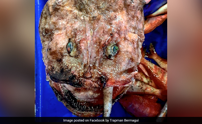 "Stuff Of Nightmares": Internet Baffled As Man Posts Picture Of Deep-Sea Fish